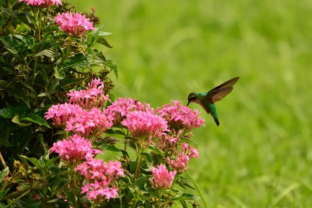 File:Female Chlorostilbon melanorhynchus.jpg