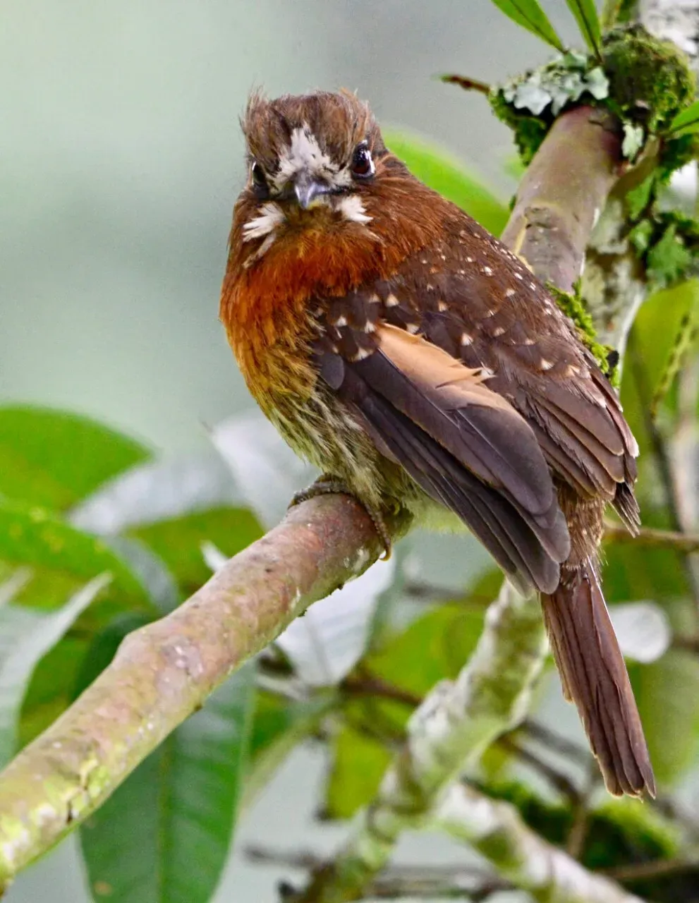 File:Malacoptila mystacalis - Bigotudo canoso.jpg