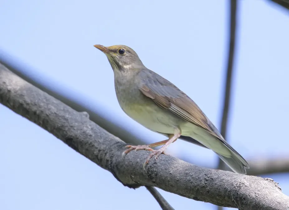 File:Tickell's Thrush (Turdus unicolor) (52490824453).jpg