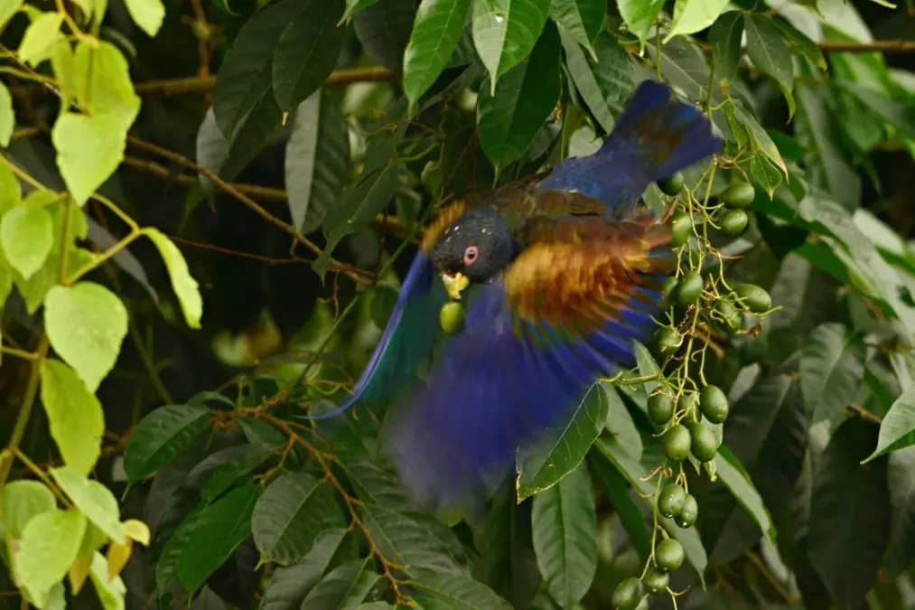 File:Pionus chalcopterus flying.jpg