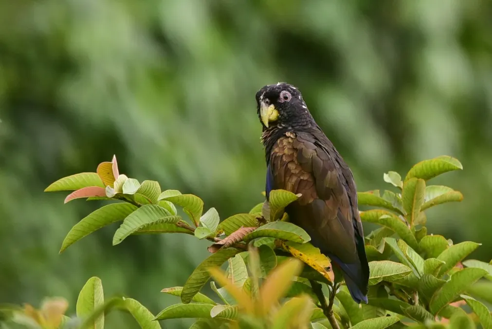 File:Pionus chalcopterus perched on a branch.jpg