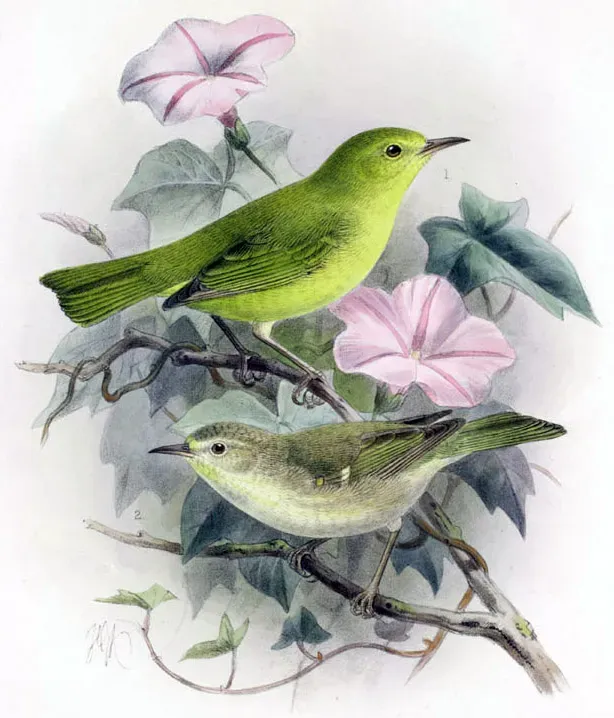 File:Paroreomyza montana montana.jpg