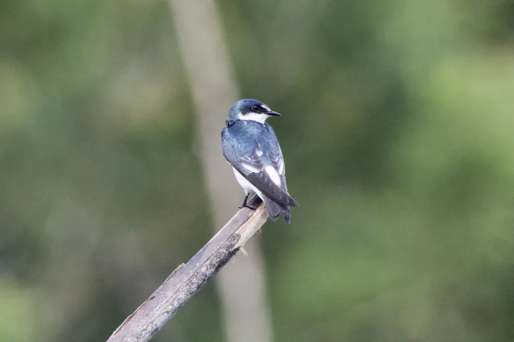 File:Tachycineta albilinea 174776365.jpg