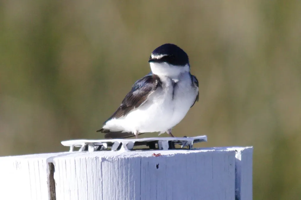 File:Tachycineta leucorrhoa 242254763.jpg