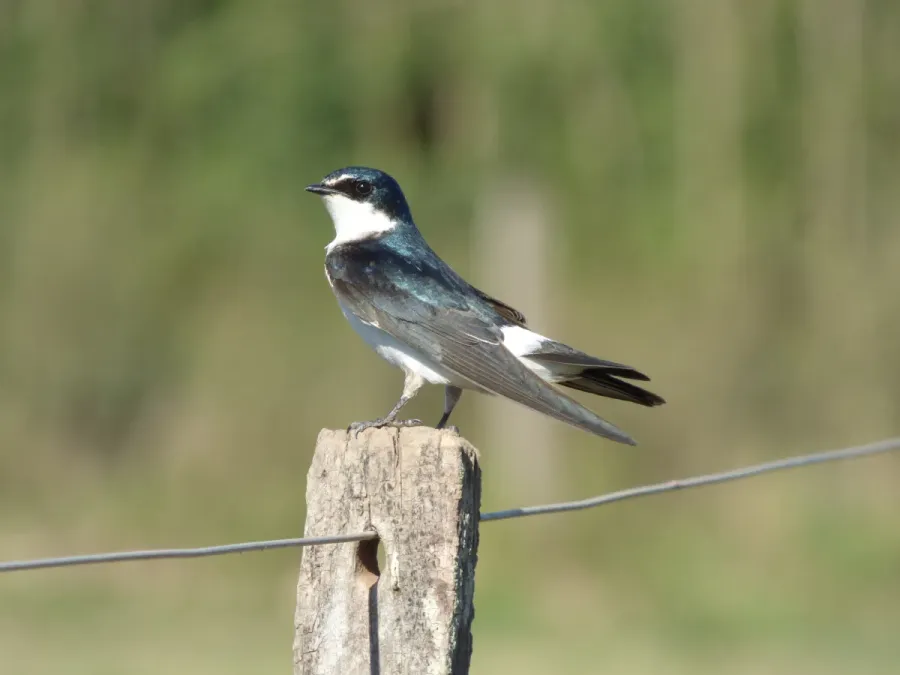 File:Tachycineta leucorrhoa 234661850.jpg