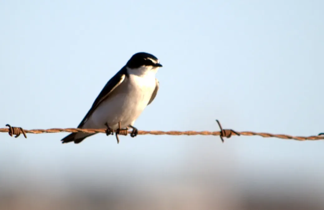 File:Tachycineta leucorrhoa 117234719.jpg