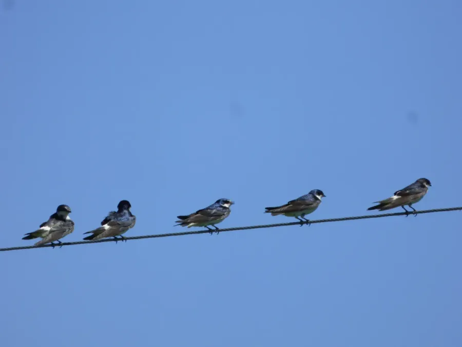 File:Tachycineta leucorrhoa 107610002.jpg