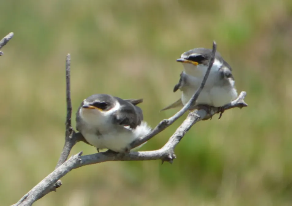 File:Tachycineta leucorrhoa 243105385.jpg