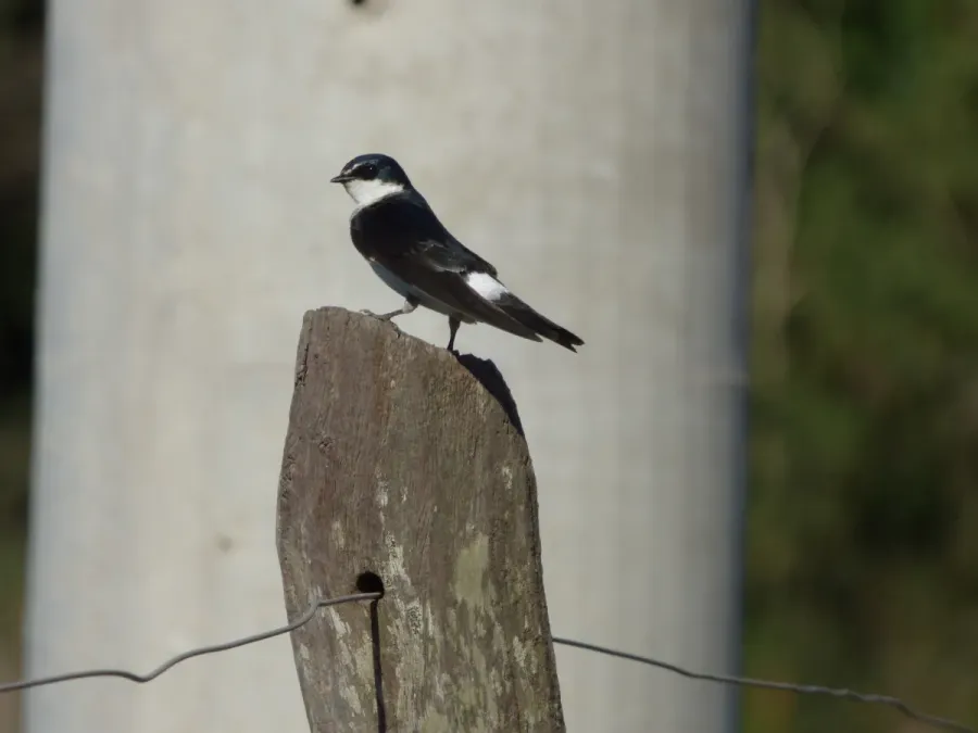 File:Tachycineta leucorrhoa 234661863.jpg