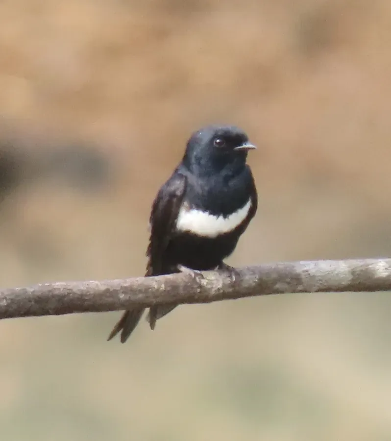 File:Atticora fasciata 181560461.jpg