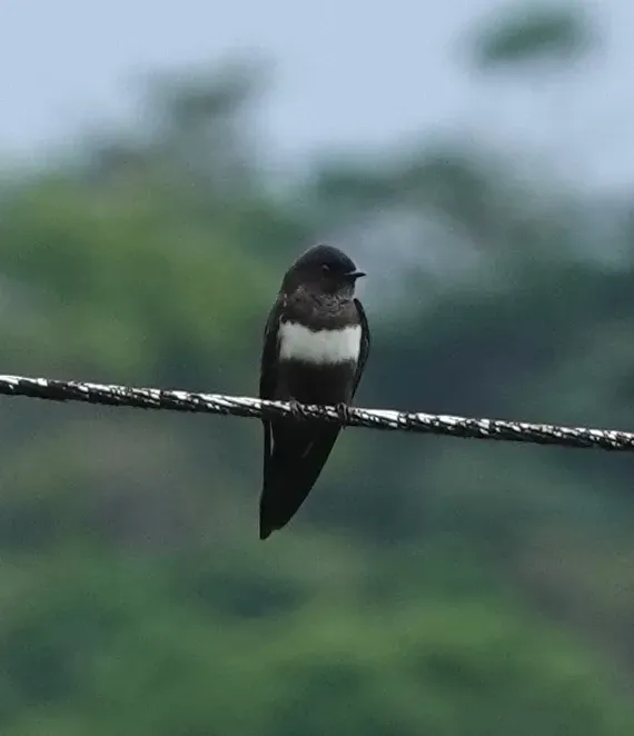 File:Atticora fasciata 167866890.jpg