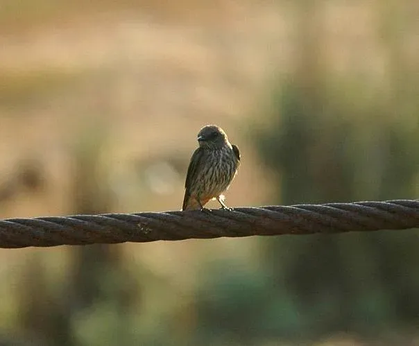 File:Phedina borbonica 3013972.jpg