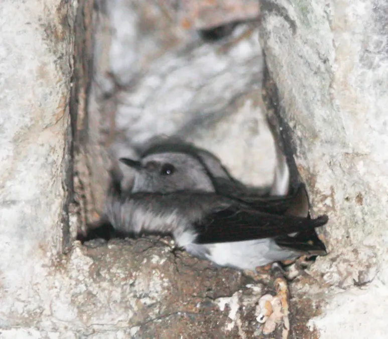 File:Phedina borbonica 2397300.jpg