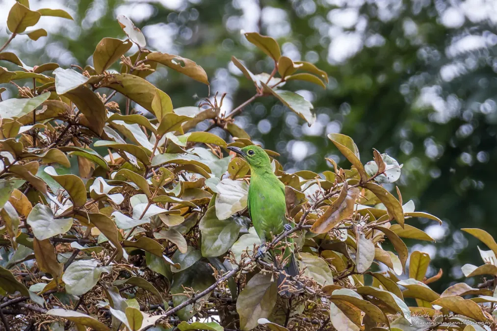 File:Dickschnabel-Blattvogel - Chloropsis sonnerati zosterops 237882886.jpg