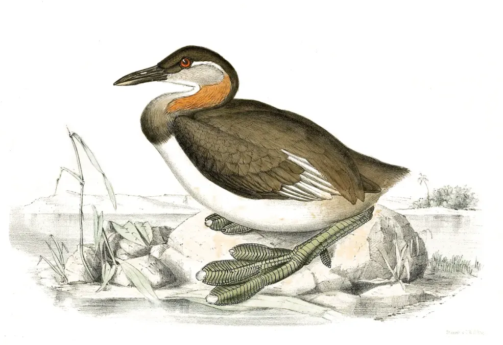 File:Tachybaptus pelzelnii.jpg