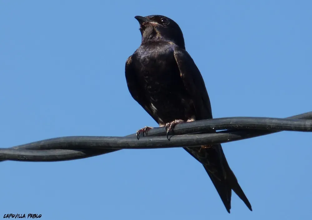 File:Progne elegans 141654471.jpg