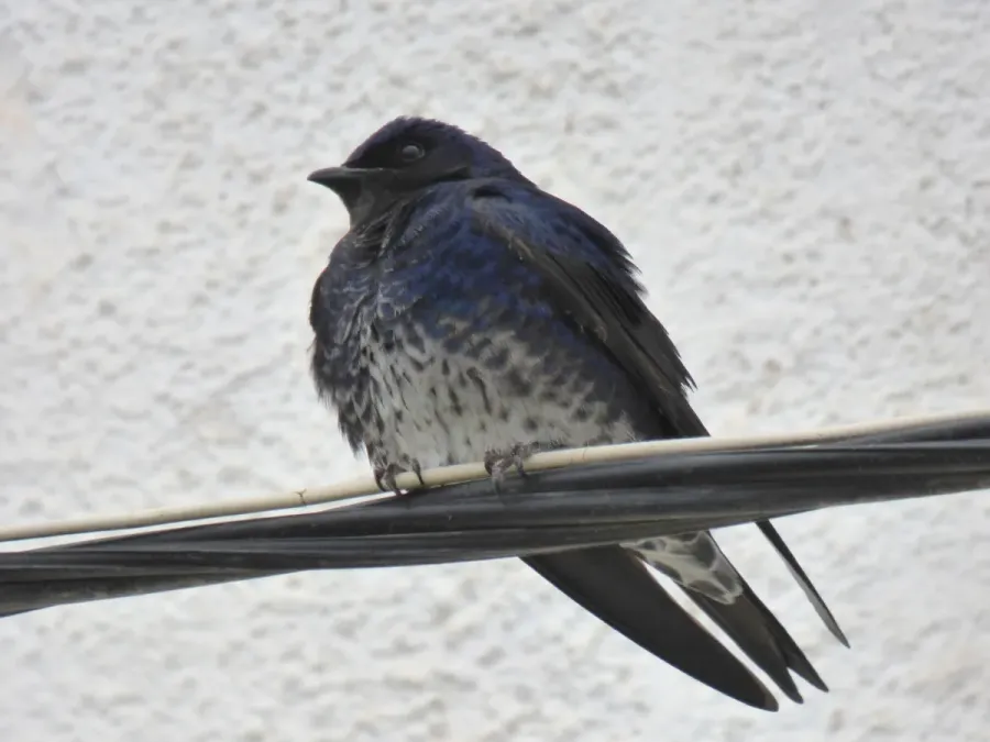 File:Progne elegans 156509595.jpg