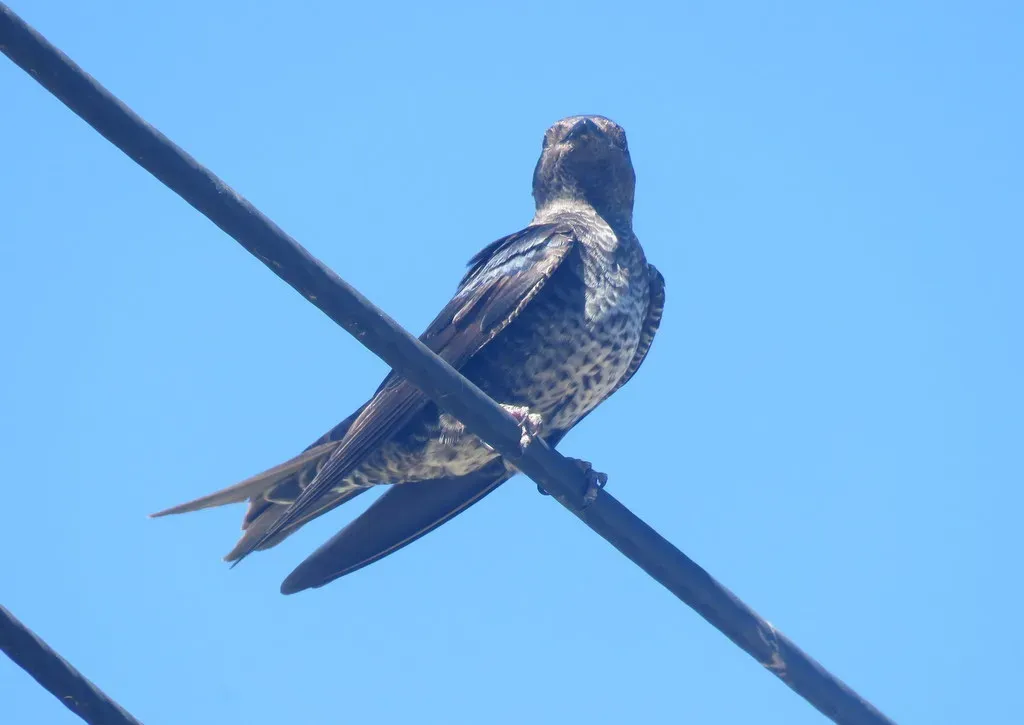 File:Progne elegans 29611067.jpg