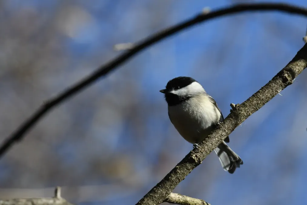 File:Poecile carolinensis DSC 0891.jpg