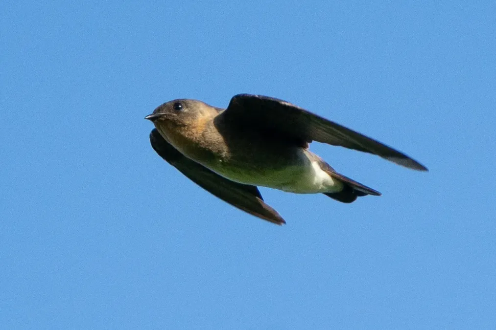 File:Stelgidopteryx ruficollis 243019889.jpg