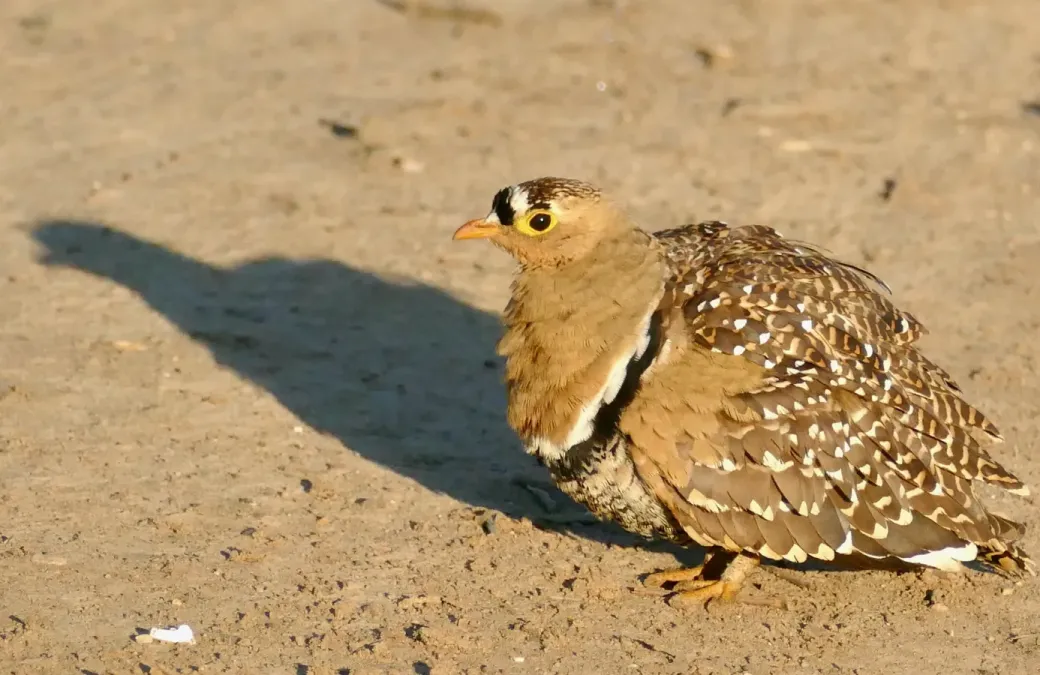 File:Double-banded Sandgrouse (Pterocles bicinctus) male ... (52533684950).jpg