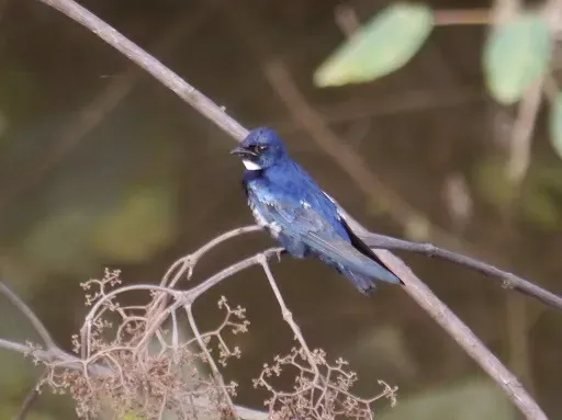 File:Hirundo nigrita 88745.jpg