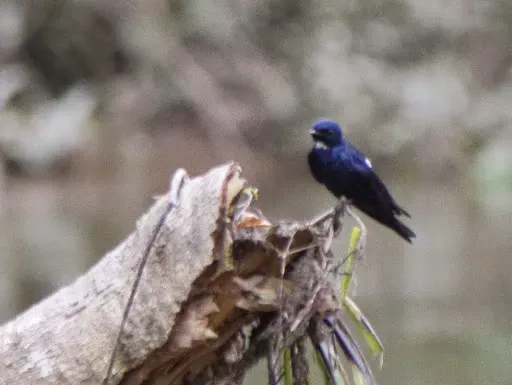 File:Hirundo nigrita 1692835.jpg