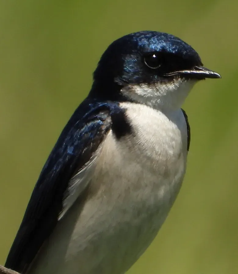 File:Hirundo dimidiata 99864227.jpg