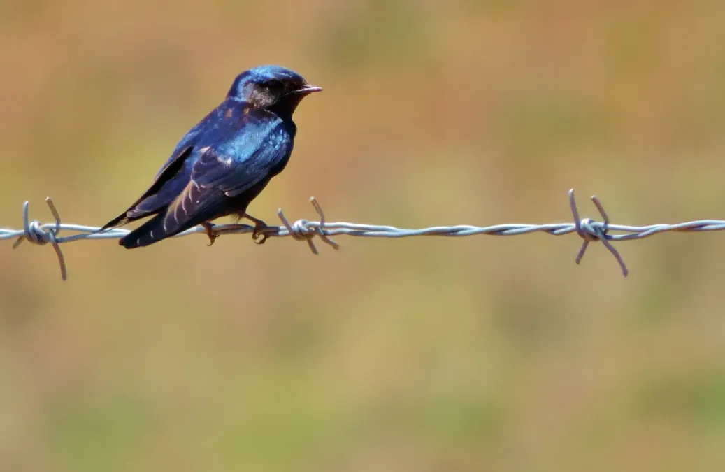 File:Hirundo atrocaerulea 103451872.jpg