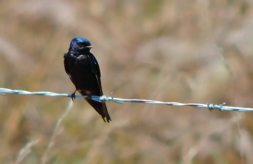 File:Hirundo atrocaerulea 103451851.jpg
