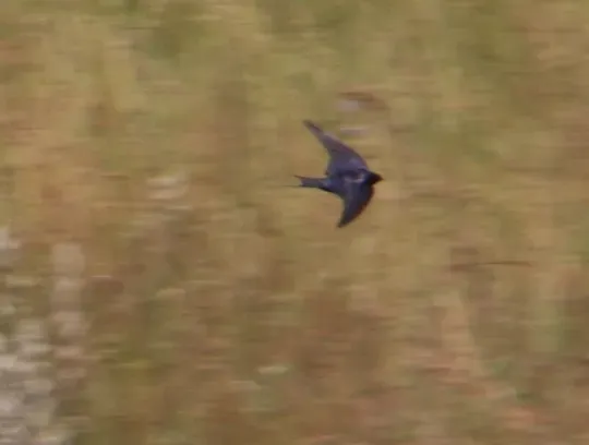 File:Hirundo atrocaerulea 64313341.jpg