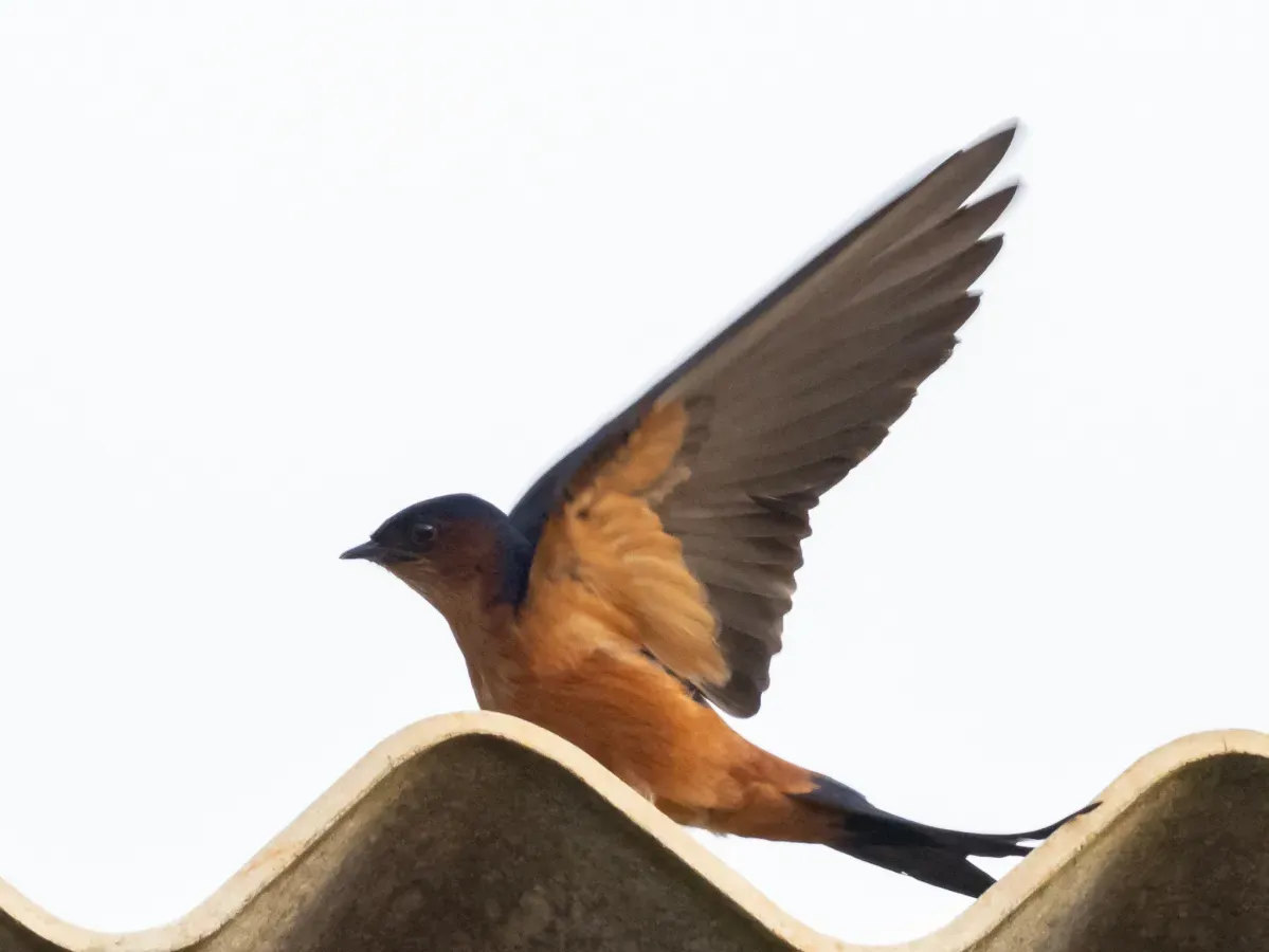 File:Cecropis hyperythra 62169697.jpg