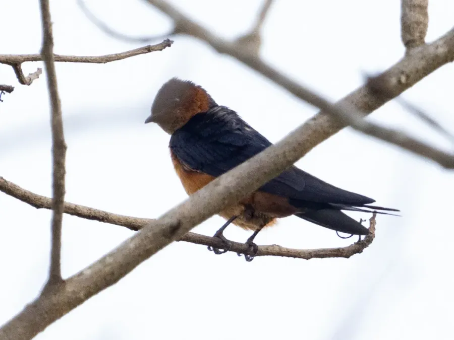 File:Cecropis hyperythra 62170715.jpg