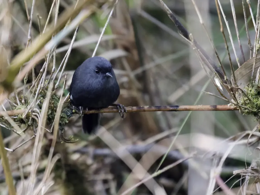 File:Scytalopus androstictus - Loja Tapaculo 1 (cropped).jpg