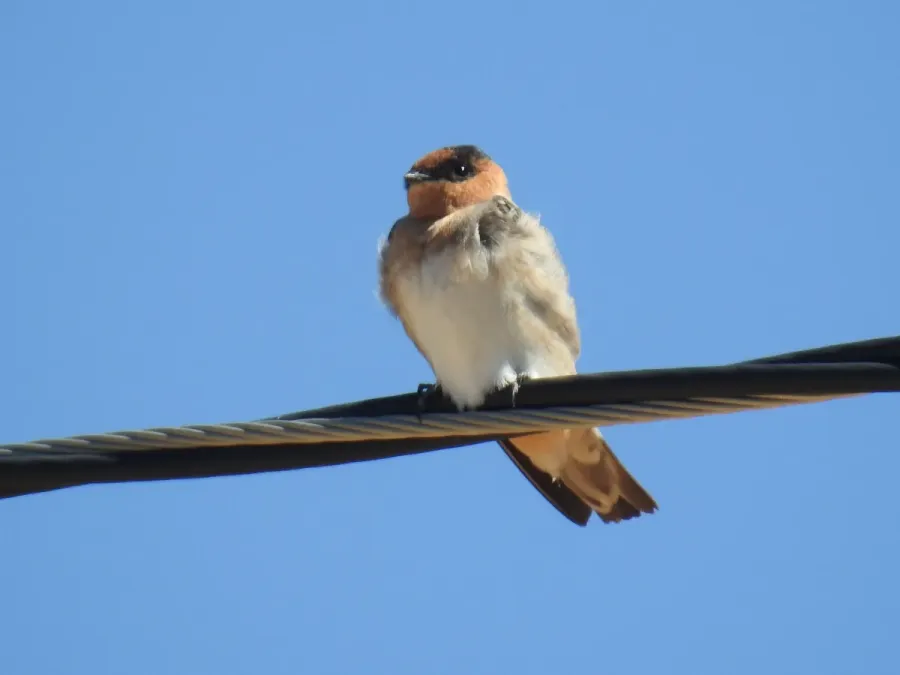 File:Petrochelidon fulva 66960564.jpg