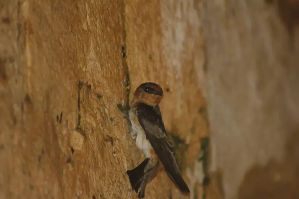 File:Petrochelidon fulva 62868335.jpg