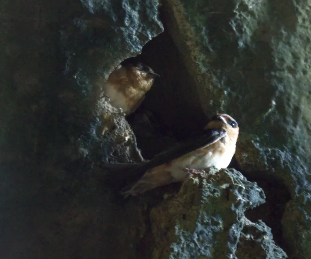 File:Petrochelidon fulva 56341362.jpg