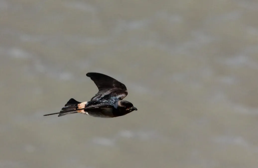 File:Petrochelidon spilodera 15700067.jpg