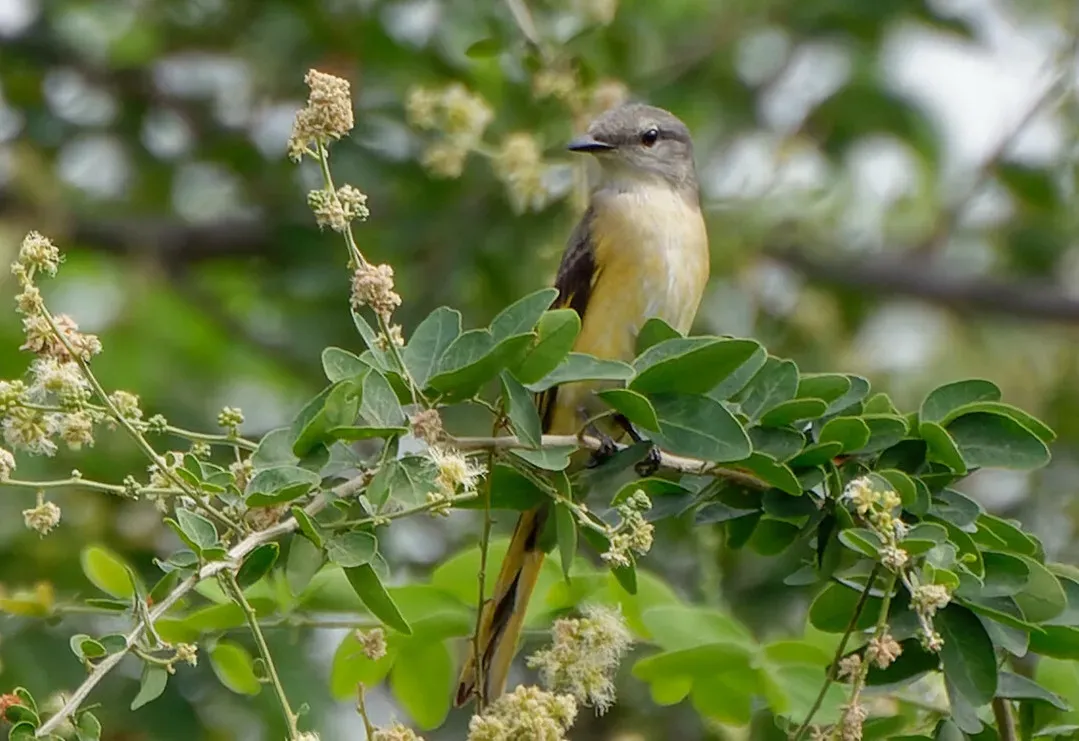 File:Pericrocotus roseus 245885873.jpg