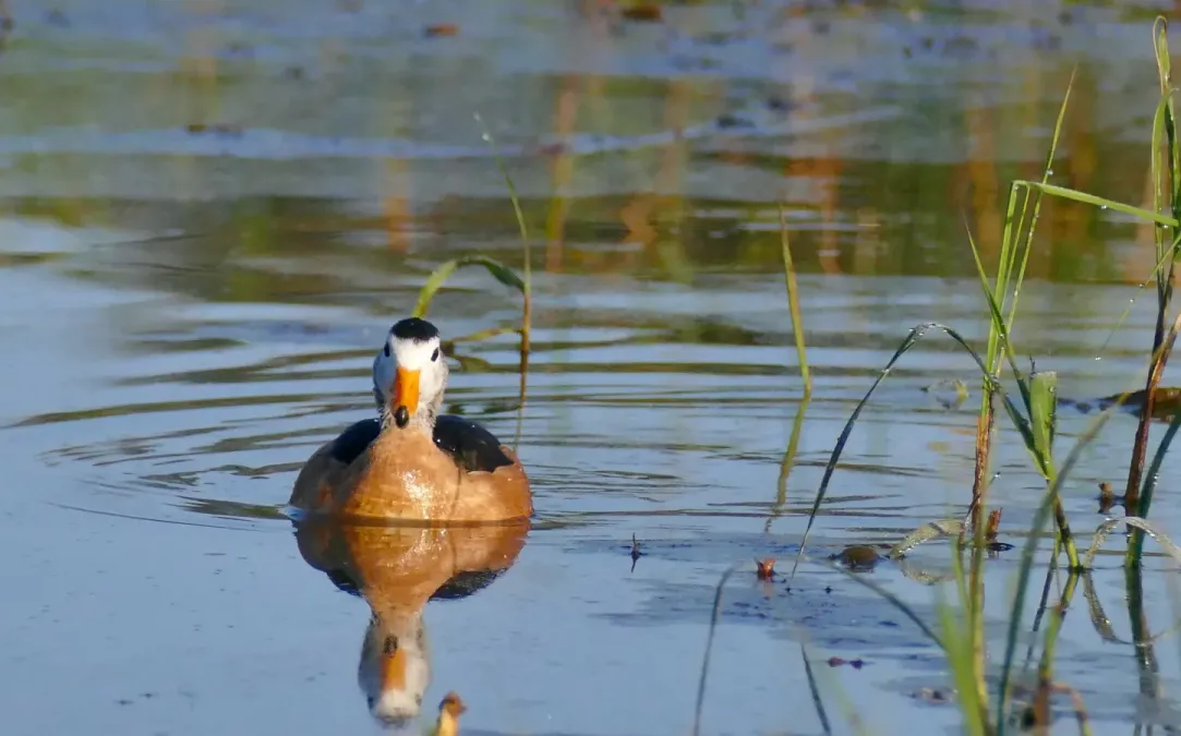 File:African Pygmy-Goose (Nettapus auritus) male ... (52535619739).jpg
