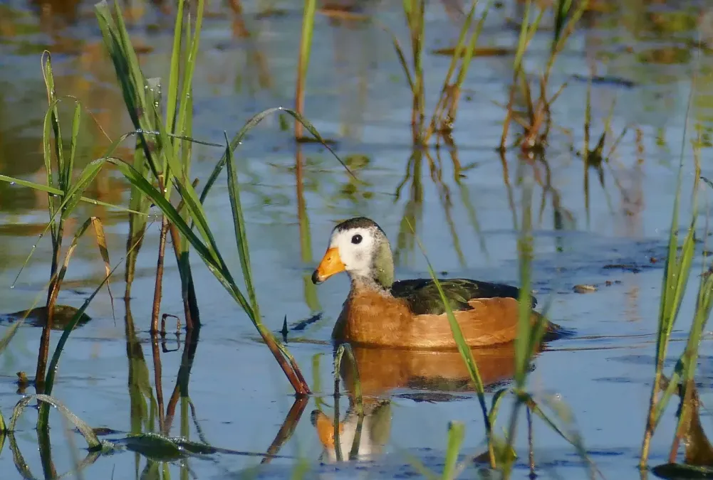 File:African Pygmy-Goose (Nettapus auritus) male ... (52534861257).jpg
