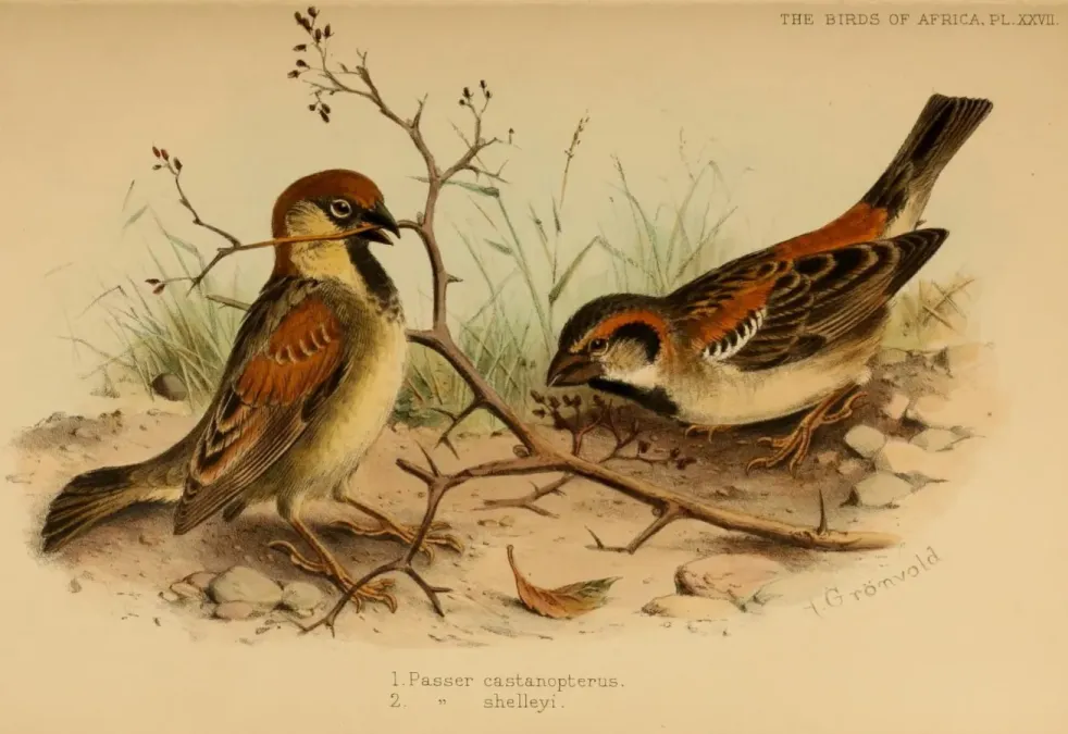 File:Passer castanopterus, Passer shelleyi.jpg