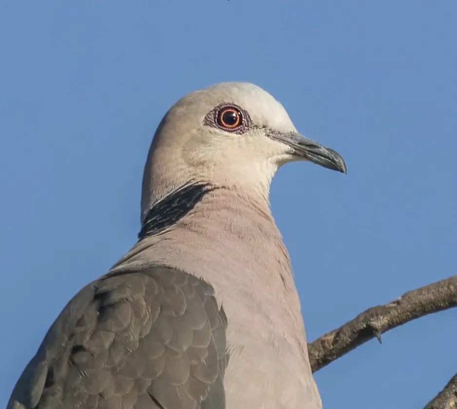 File:Red-eyed dove (Streptopelia semitorquata), crop.jpg