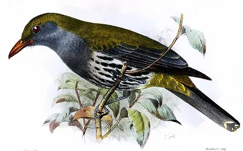 File:Oriolus steerii assimilis.jpg