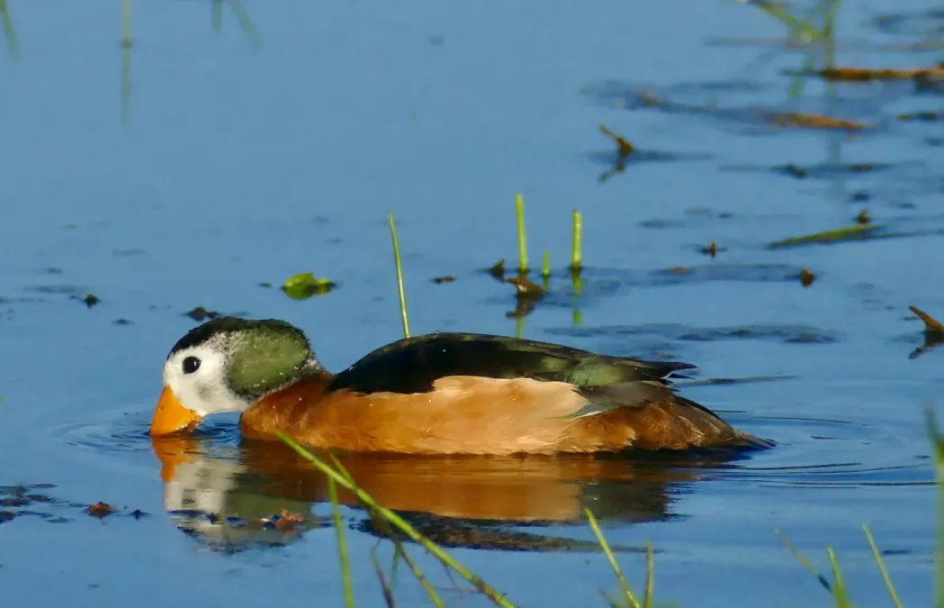 File:African Pygmy-Goose (Nettapus auritus) male ... (52537312699).jpg