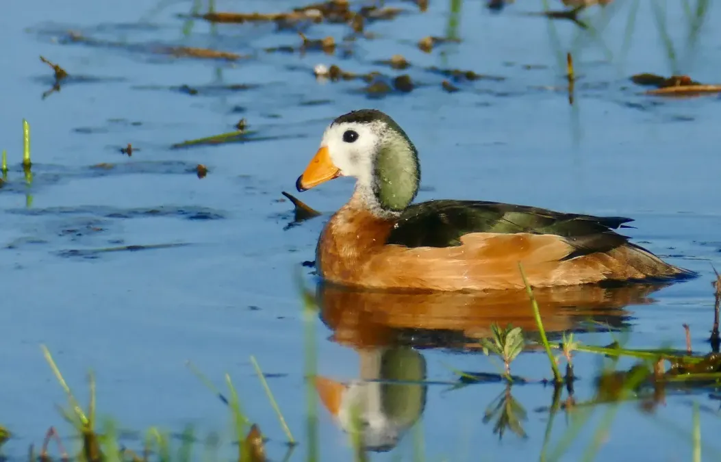 File:African Pygmy-Goose (Nettapus auritus) male ... (52139951727).jpg