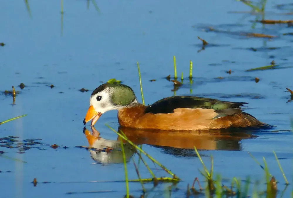 File:African Pygmy-Goose (Nettapus auritus) male ... (52140991378).jpg