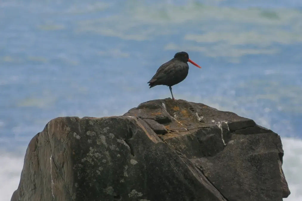 File:Ostrero variable (Haematopus unicolor), Nueva Zelanda, 2010-12-10.jpg