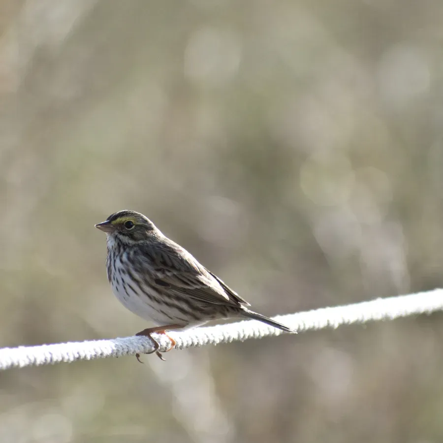 File:Savannah sparrow (Passerculus sandwichensis).jpg