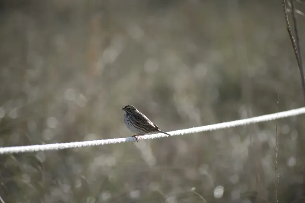 File:Savannah Sparrow (Passerculus sandwichensis).jpg